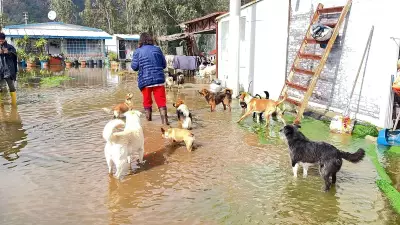 Marmaris'te Sel Felaketi: 300 Hayvanın Yaşadığı Barınak Sular Altında Kaldı