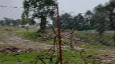 Milas'ta Zeytin Ağaçlarının Kesilmesi: CHP İlçe Başkanına Ceza Uygulandı