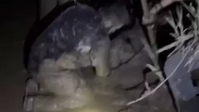 Muğla'da Çamura Saplanan 30 Koyun Kurtarıldı, 2 Koyun Hayatını Kaybetti