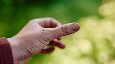 Sivrisineklerin Evrimsel Tarihi: İnsan Kanını 1,8 Milyon Yıldır Emiyorlar