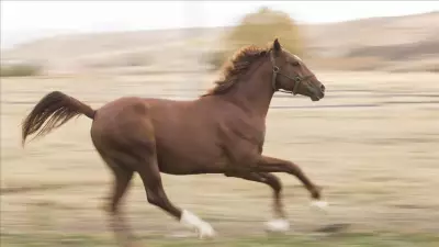 TMSF, Karpuz Danışmanlık'a Ait Safkan İngiliz Kısrağı ve Tayını İhaleye Çıkarıyor