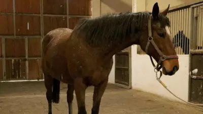 TMSF, Karpuz Danışmanlık'a Ait Safkan İngiliz Kısrağı ve Tayını İhaleyle Satışa Çıkarıyor