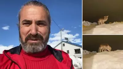 Tunceli'de Vatandaşın Yüreğini Isıtan Davranış: Aç Tilkiyi Elleriyle Besledi