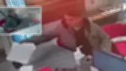 İş Başvurusu Yaparken Telefon Çaldı: Hırsızlık Anı Kamerada