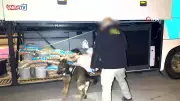 Batman'da Narkotik Köpeği Hector, Otobüste 3 Kilo 220 Gram Metamfetamin Buldu