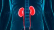 Böbrek Sağlığını Tehdit Eden Günlük Hatalar ve Korunma Yolları