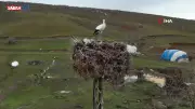 Bitlis'te Yıllardır Göç Etmeyen Leylek Köyün Simgesi Oldu