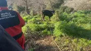 Bodrum'da 10 Metrelik Kuyuya Düşen Buzağı İtfaiye Ekipleri Tarafından Kurtarıldı