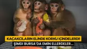 Bursa'da Kurtarılan Makak Yavrularına Sevgi Dolu Bakım