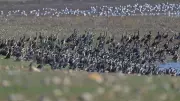 Diyarbakır'da Kabaklı Göleti'nde Binlerce Kuş Bir Arada Görüntülendi