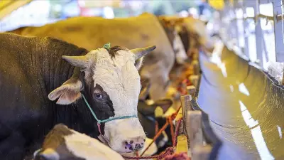 2026 Kurban Bayramı Tarihleri Açıklandı: Tatil Kaç Gün Olacak?