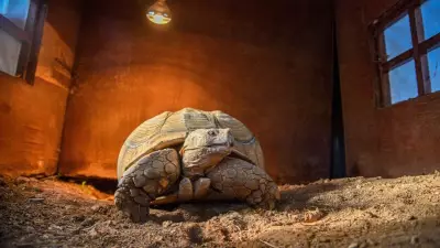 Antalya Doğal Yaşam Parkı'nın En Yaşlı Üyesi 'Sabi' İçin Arkadaş Aranıyor