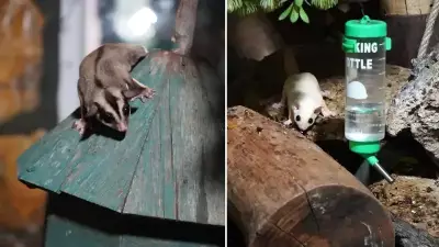 Antalya'da Kaçak Şeker Planörleri Rehabilitasyona Alındı