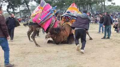 Şap Salgınına Rağmen Deve Güreşi Heyecanı: Antrenman Güreşleri Büyük İlgi Gördü