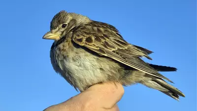 Aras Kuş Cenneti'nde Halkalanan Kuş Türü Sayısı 207'ye Ulaştı