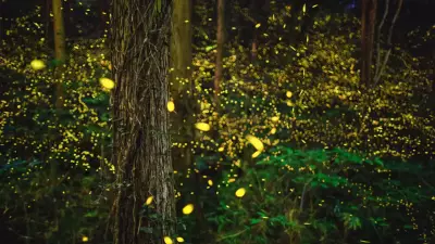 Ateşböceklerinin Senkronize Parlama Sırrı Nihayet Çözüldü