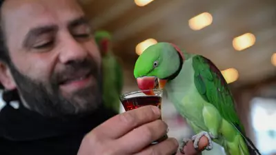 Avcılar'da Papağanlarıyla Hayatını Paylaşan Muhammed İpekçi'nin Sıra Dışı Dostluğu