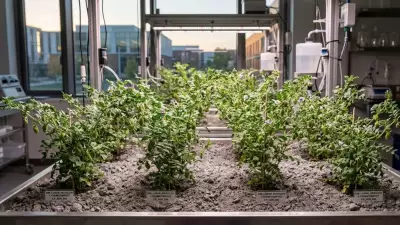 Ay'da Yetişen Nohut Bilim Dünyasını Şaşırttı: Kimse İnanmadı Ama Başardılar