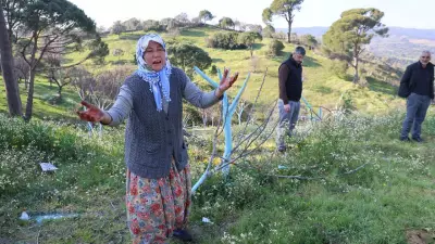Aydın'da Gece Yarısı Ağaç Katliamı: Üreticiler Gözyaşı Döktü