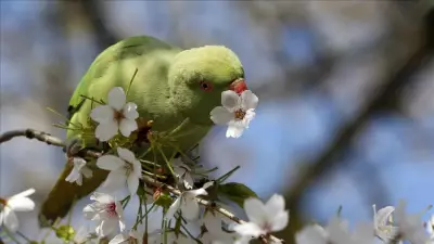 Baharın Müjdecisi 21 Mart Ekinoksu Yaklaşıyor: Gece ve Gündüz Eşitlenecek