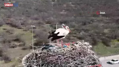 Baharın Müjdecisi Leylekler, Binlerce Kilometrelik Göçü Tamamlayarak Ankara'ya Ulaştı