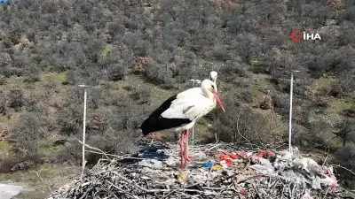 Baharın Müjdecisi Leylekler, Zorlu Göçün Ardından Ankara'ya Ulaştı