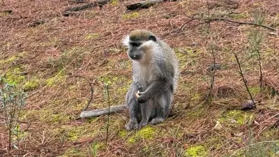 Denizli'de Mantar Arayan Vatandaş Ormanda Maymunla Karşılaştı