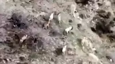 Diyarbakır'da Dağ Keçisi Popülasyonunda Hızlı Artış: Sürü Halinde Görüntülendiler