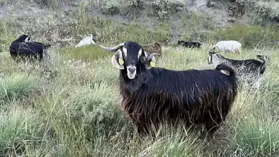 Edirne'de Bruselloz Vakası: Uzmanlar Çiğ Süt Tüketimine Karşı Uyarıyor
