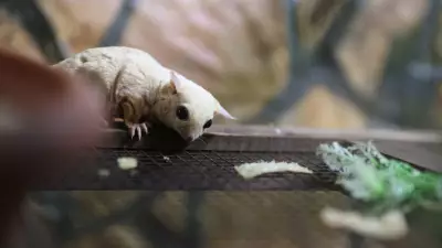 El Konulan 33 Şeker Planörüne Antalya Doğal Yaşam Parkı'nda Özenle Bakılıyor