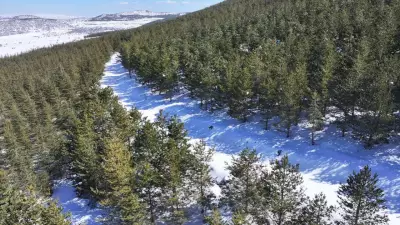 Erciyes Dağı'nda 15 Yılda 7 Milyon Fidan Toprakla Buluştu