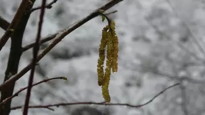 Fındıkta Zirai Don Tehlikesi Devam Ediyor: Uzmanlar Uyarıyor