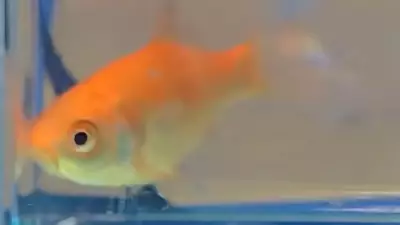 Japon Balığı Blub, Hareket Sensörlü Araçla Dünya Rekoru Kırdı!