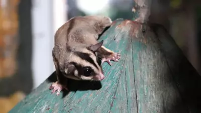 Kaçak Bakılan 33 'Uçan Sincap' Antalya'da Rehabilitasyona Alındı