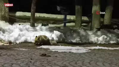 Kars'ta Kedi ile Tilkinin Yiyecek Kavgası Güvenlik Kamerasına Yansıdı