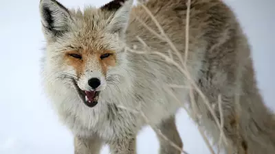 Kars'ta Kızıl Tilkilerin Kar Altında Avlanma Anları Kameralara Yansıdı