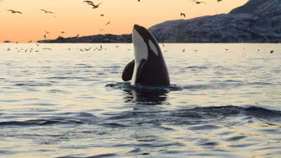 Katil Balinalarda Yamyamlık Şoku: Rusya Kıyılarında Gizemli Diş İzleri