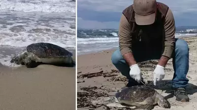 Kuşadası'nda Nesli Tehlike Altındaki Yeşil Deniz Kaplumbağası Ölü Bulundu