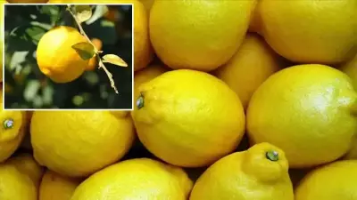 Limon İthalatında Gümrük Vergisi 31 Temmuz'a Kadar Yüzde 10'a Düşürüldü