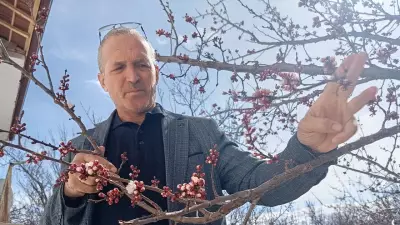 Malatya'da Kayısı Ağaçları Erken Çiçek Açtı, Muhtar Şaşkınlığını Dile Getirdi