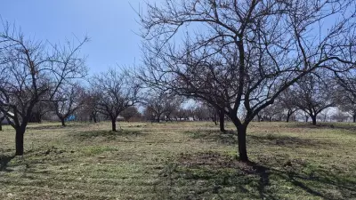 Malatya'da Kayısıda Yüksek Verim Beklentisi: Tomurcuklanma Başladı