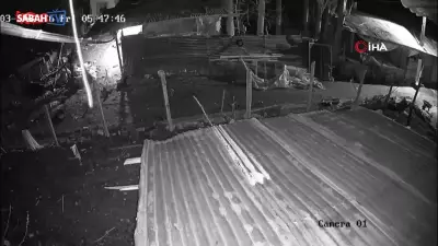 Malatya'da Kurt Kümesi Bastı, Bir Kazı Kapıp Kaçtı