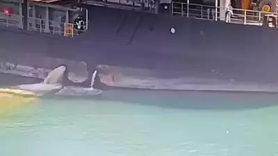 Mersin'de Kirli Balast Deşarjı Yapan Gemiye 13 Milyon TL Ceza