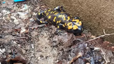 Nesli Tehlike Altındaki Sarı Benekli Semender Bir İlde Daha Görüldü