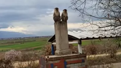 Yakacık'ta Arıcı Şaşkın: Ağaçta 2 Maymun Buldu, Ekipler Harekete Geçti
