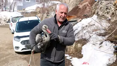 Yüksekova'da Karlar Arasında Bulunan Leylek, Evde Bakıldıktan Sonra Doğaya Salındı