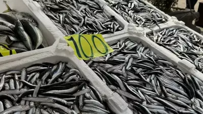 Zonguldak'ta Balıkçılar Ramazan'da da Tezgah Başında: Hamsi Bol, Palamut Yok