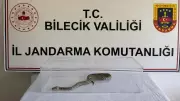 Bilecik'te Nesli Tükenmekte Olan Labirent Burma Pitonu Yakalandı