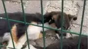Burdur Bucak'taki Barınakta Köpek Ölümleri İddialarına İdari Soruşturma Başlatıldı