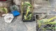 Eminönü'nde 39 Kaçak Papağana El Konuldu, Petshoplara Ceza Yağdı